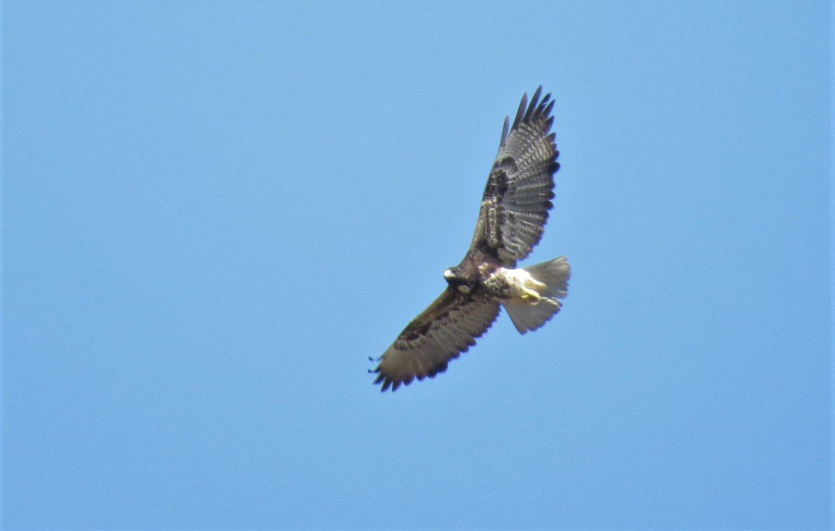 White-tailed Hawk - ML412022681