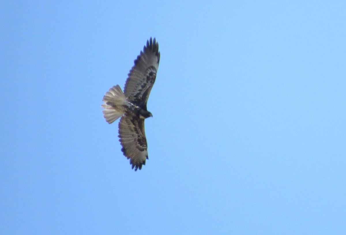 White-tailed Hawk - ML412022701