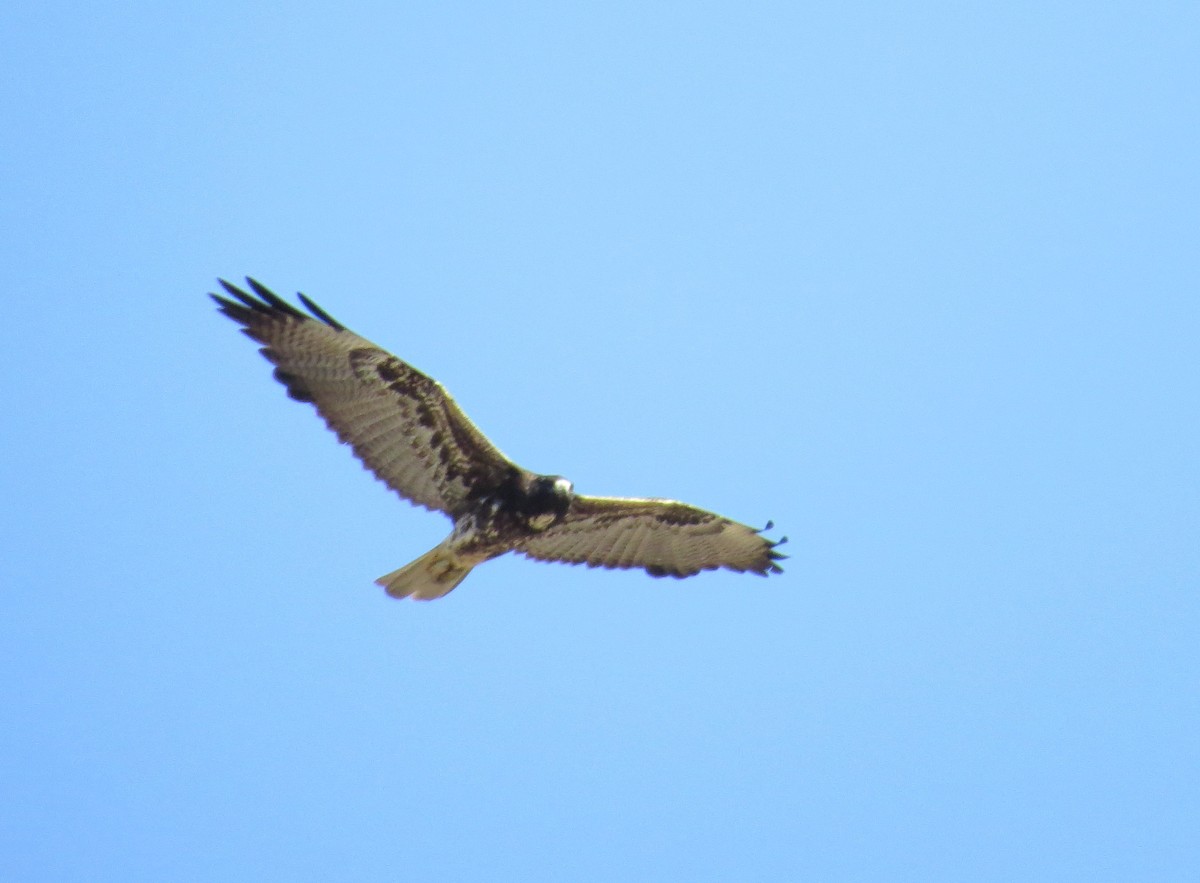 White-tailed Hawk - ML412022731