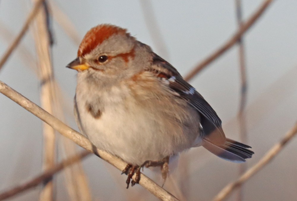 American Tree Sparrow - ML412023341