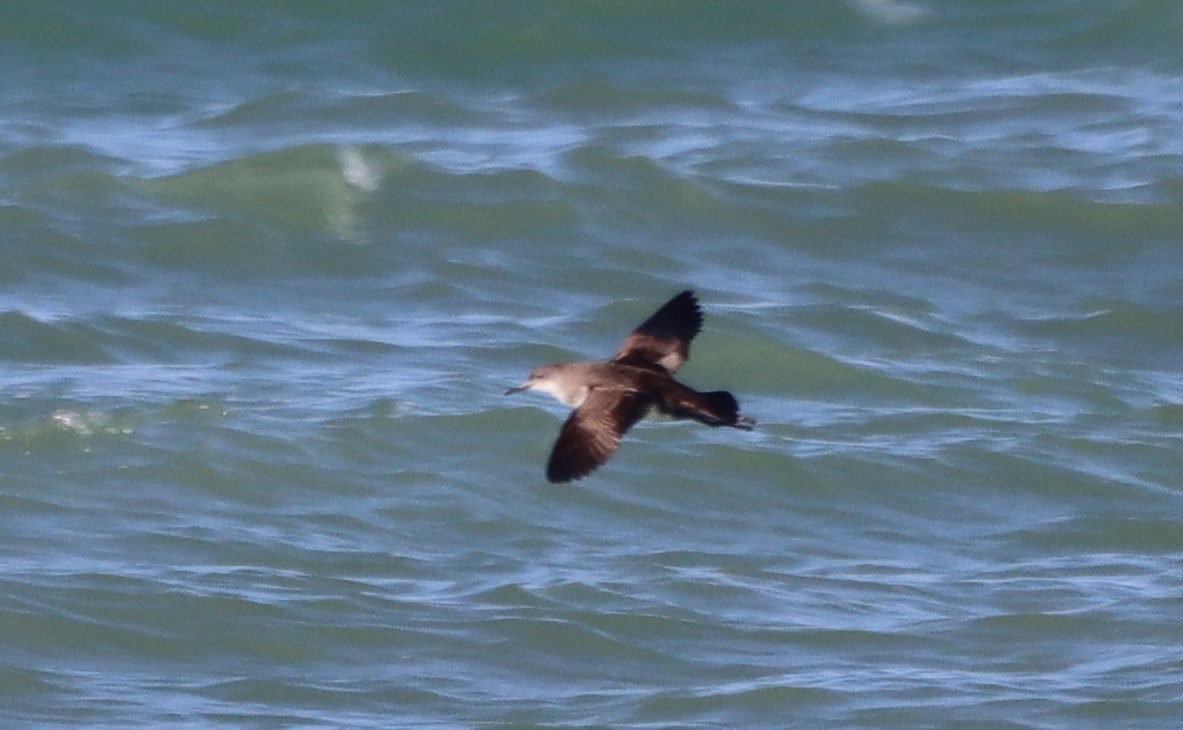 Yelkouan Shearwater - ML412023431