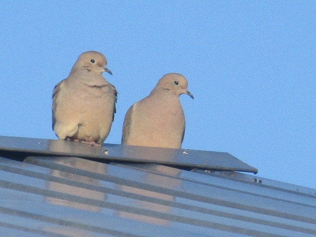 Mourning Dove - ML412023761