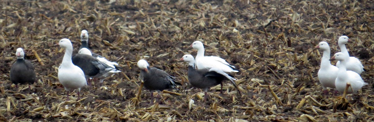 Snow Goose - ML41202471