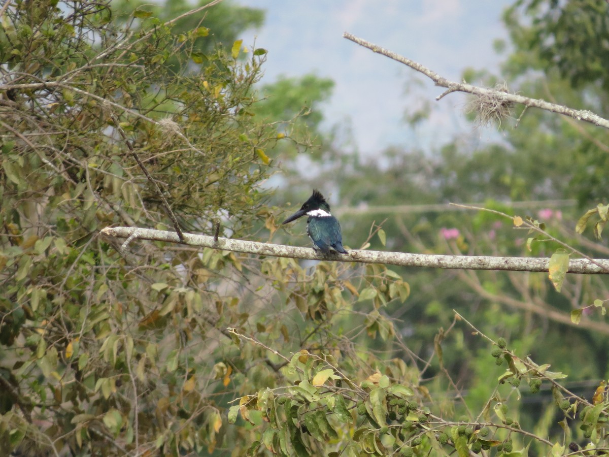 Amazon Kingfisher - ML412024971