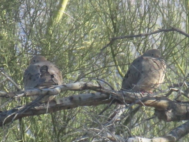 Mourning Dove - ML412025951