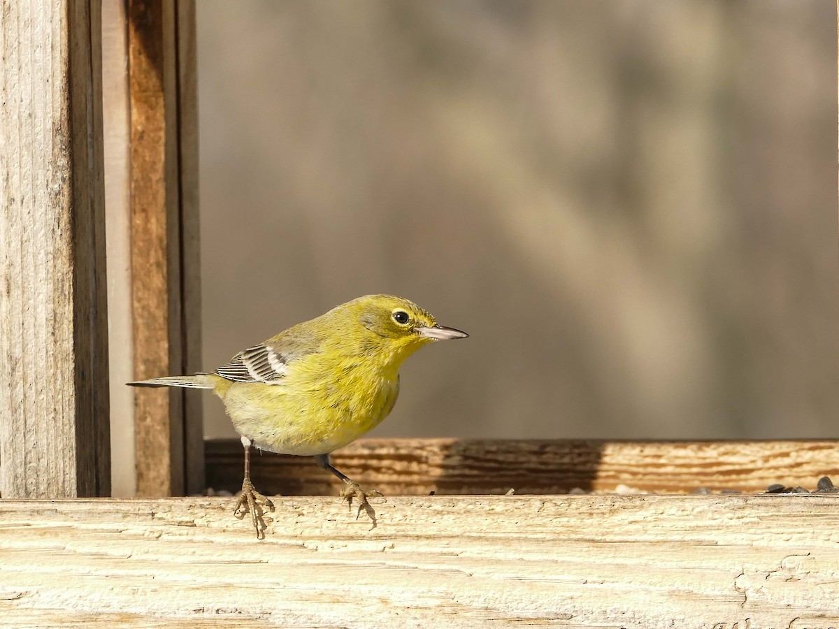 Pine Warbler - ML412027171