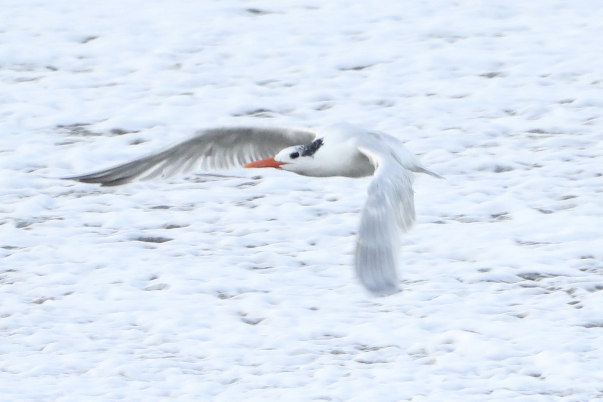 Royal Tern - ML412029301