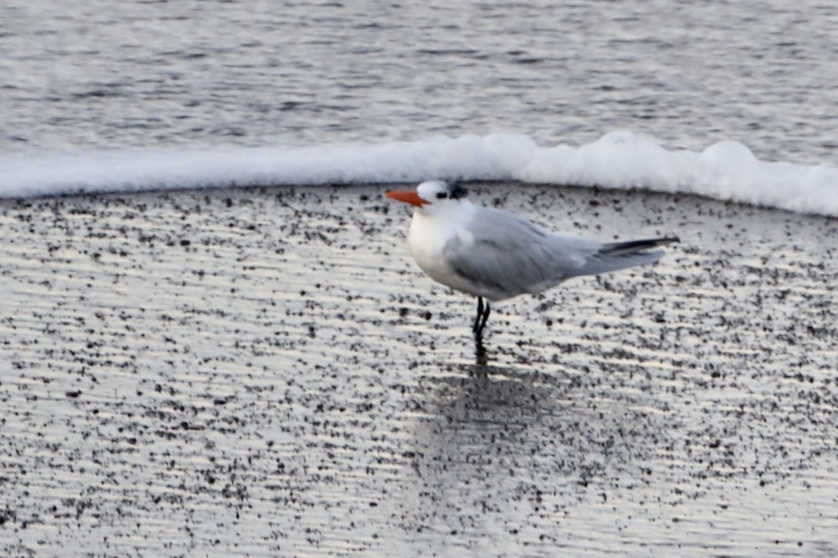 Royal Tern - ML412029391