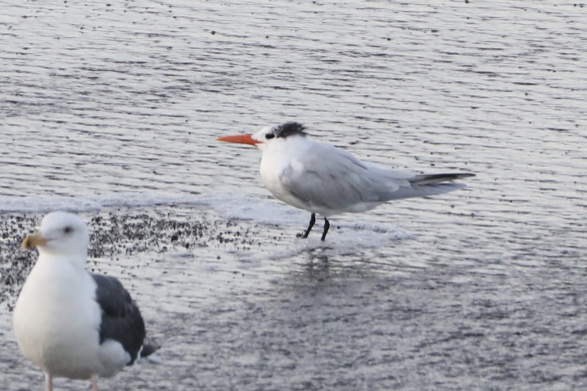 Royal Tern - Ann Stockert