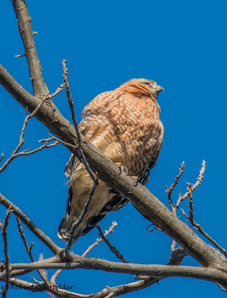 Red-shouldered Hawk - ML412030491