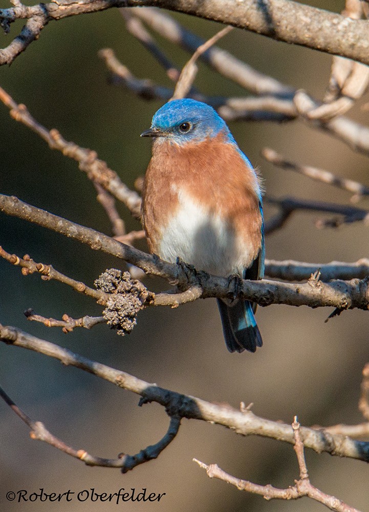 Eastern Bluebird - ML412030861