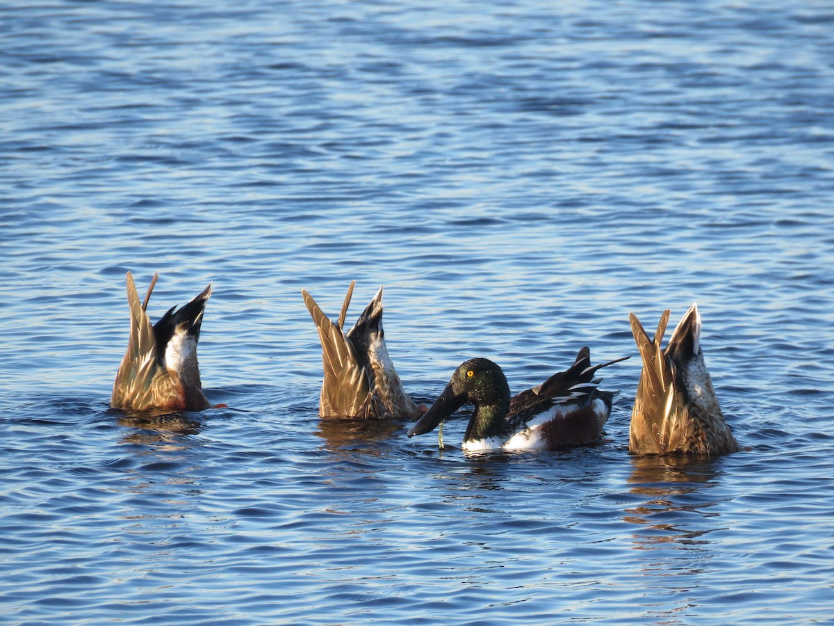 Northern Shoveler - Debra Ferguson