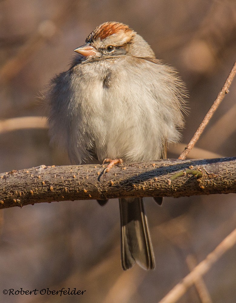 Schwirrammer - ML412030971