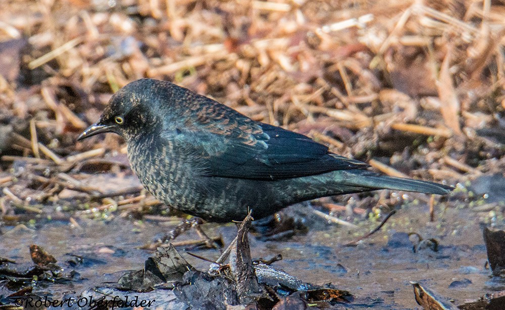 Rusty Blackbird - ML412031111