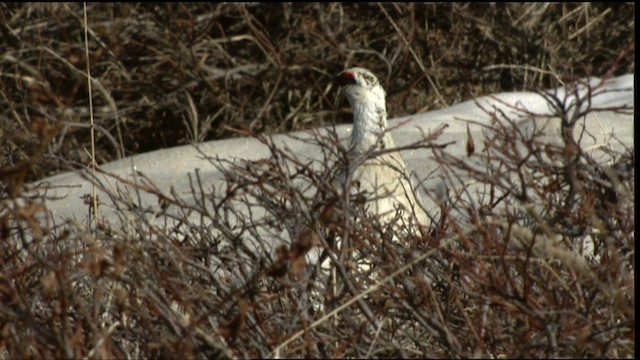 Rock Ptarmigan - ML412032