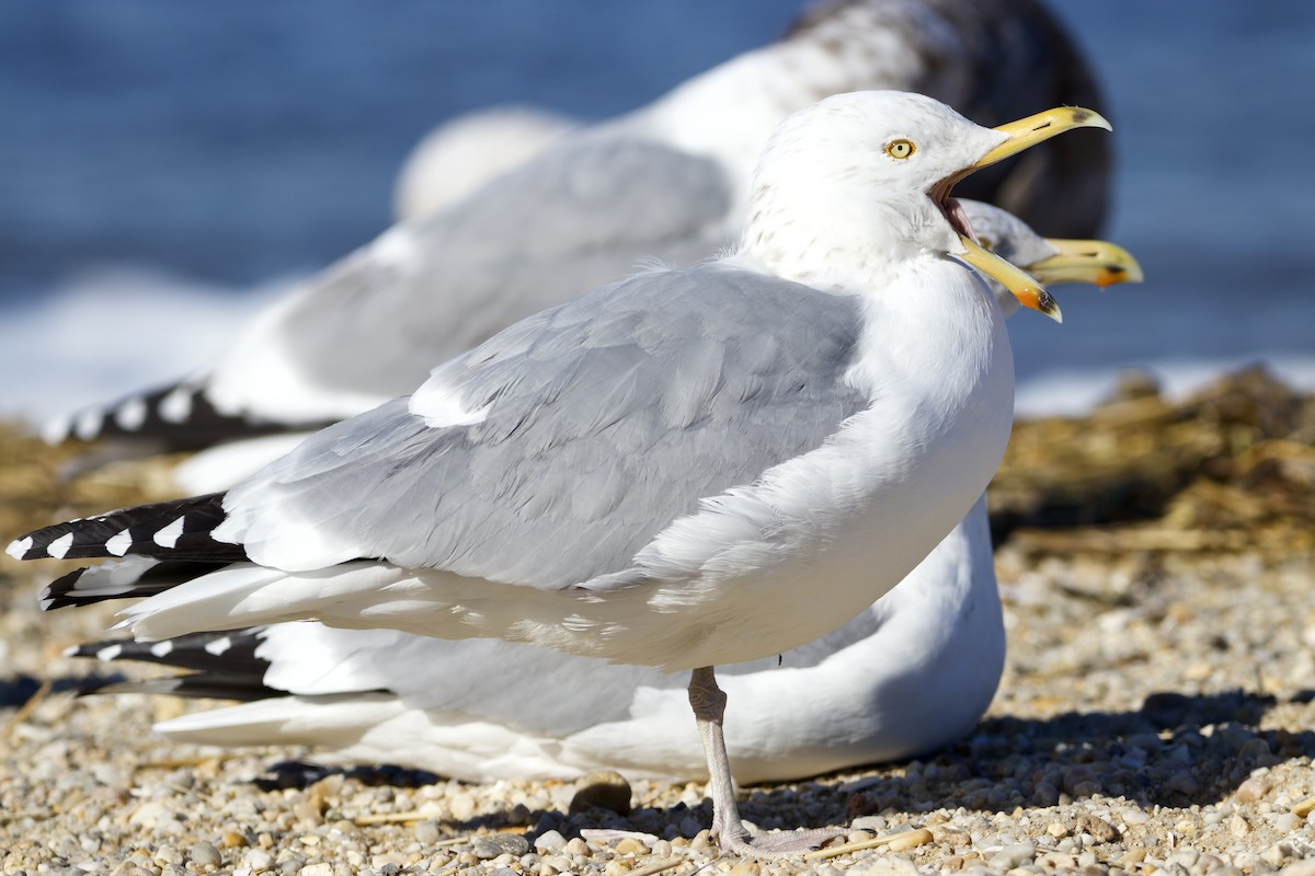 Herring Gull (American) - ML412032801