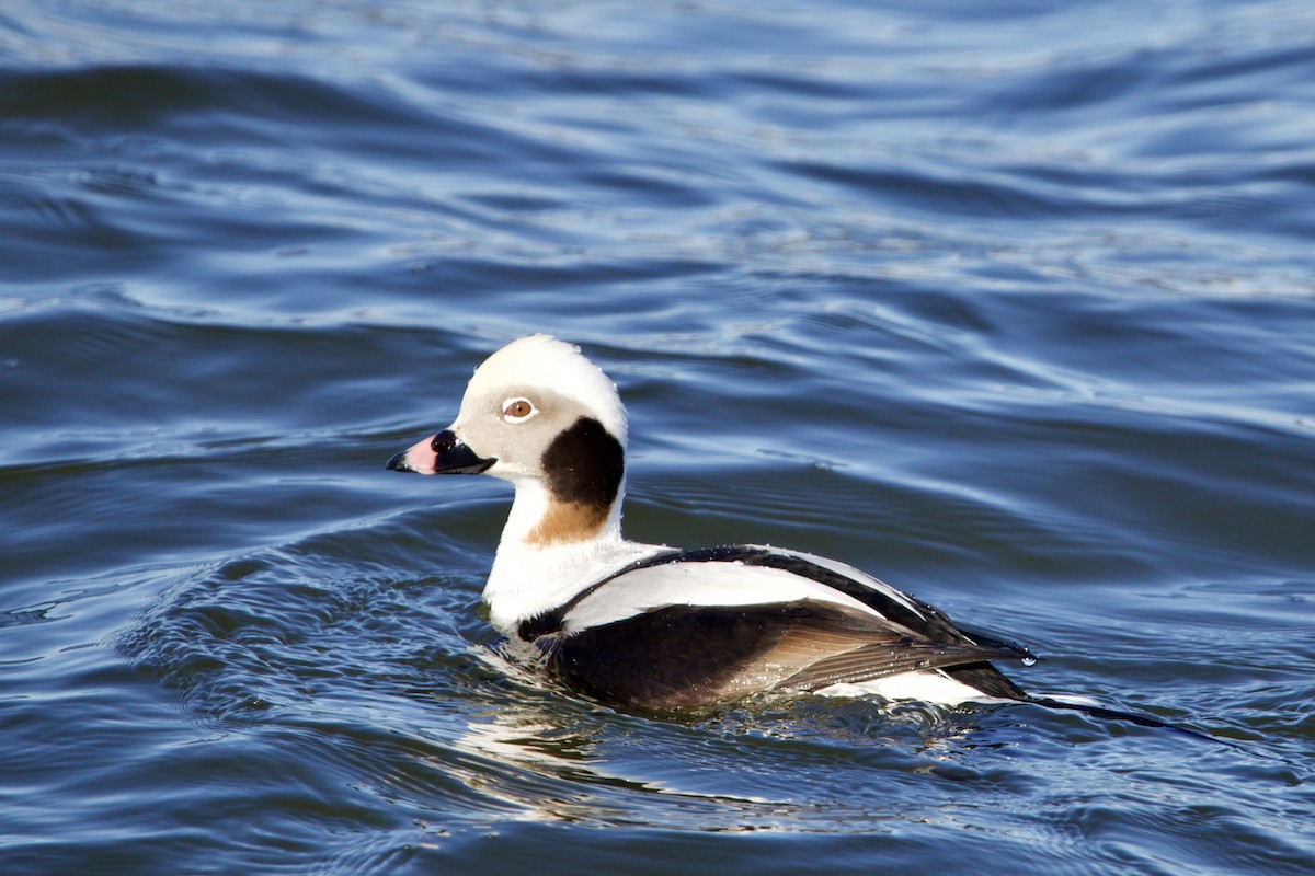 Long-tailed Duck - ML412032921