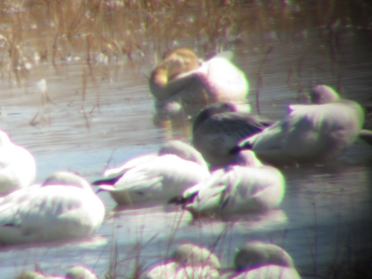 Tundra Swan - ML412032981