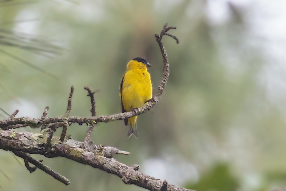 Yellow-faced Siskin - ML412033211