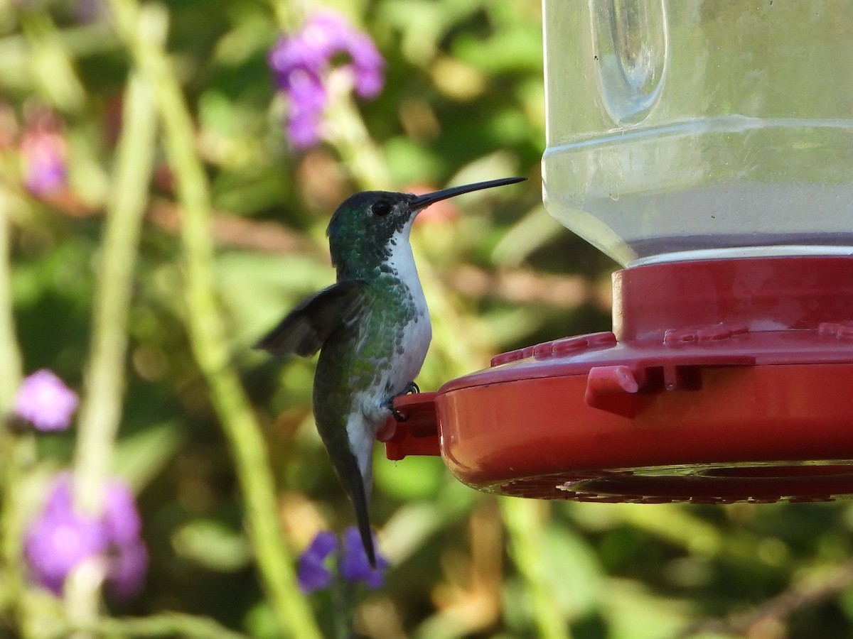 Andean Emerald - ML412034061