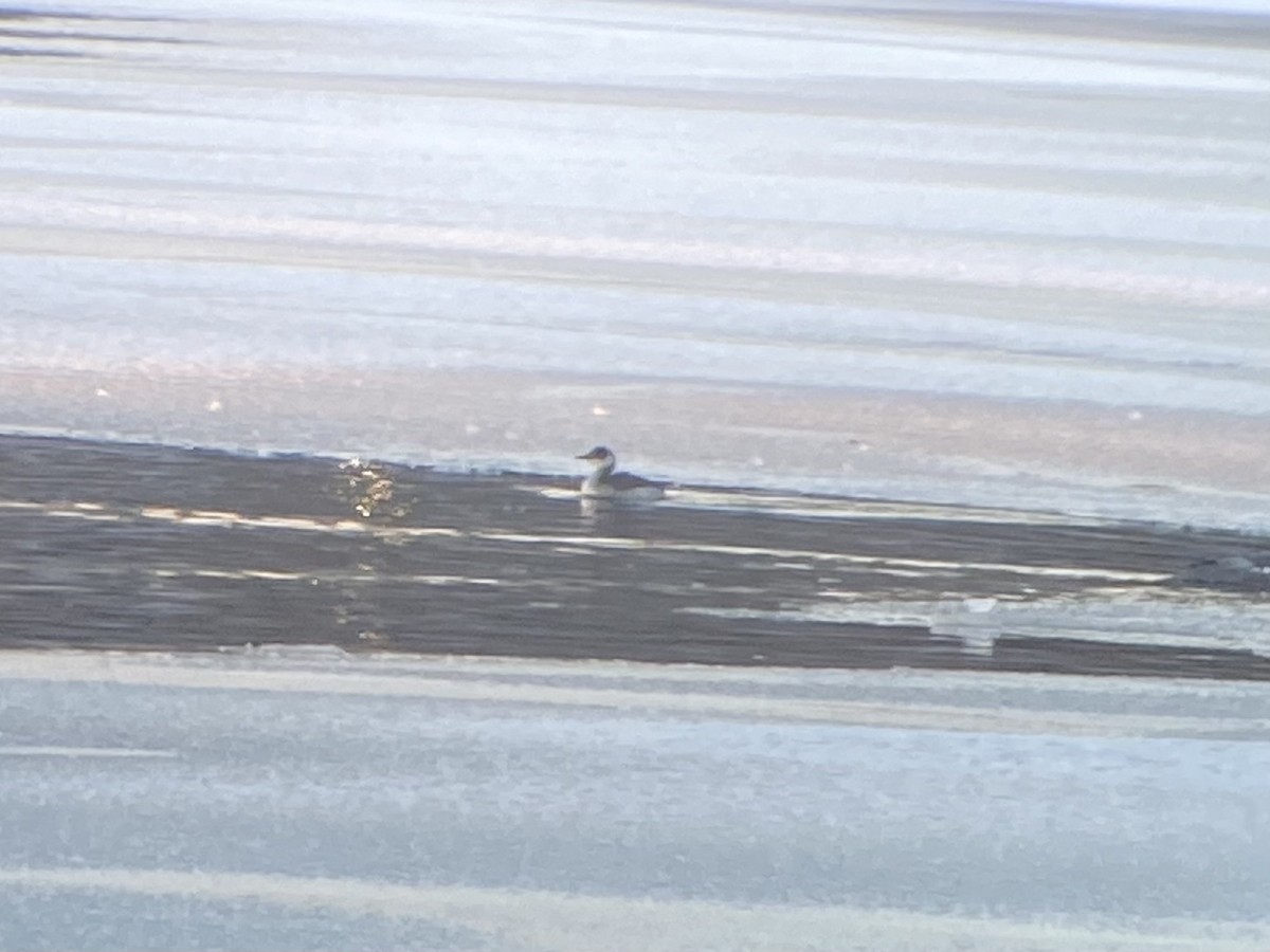 Horned Grebe - ML412035411