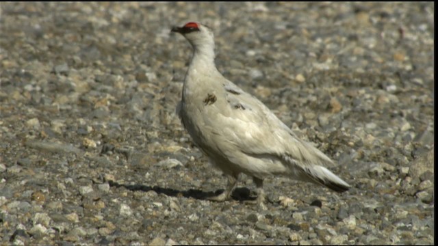 Rock Ptarmigan - ML412037