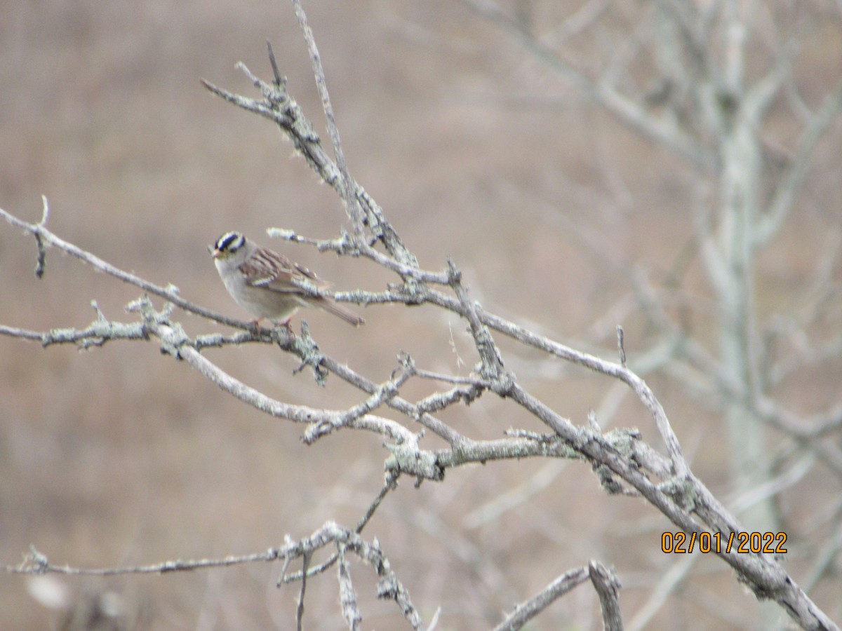 White-crowned Sparrow - crdf bird