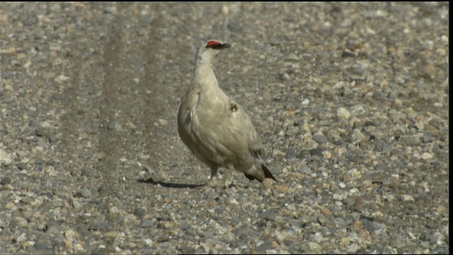 Rock Ptarmigan - ML412038