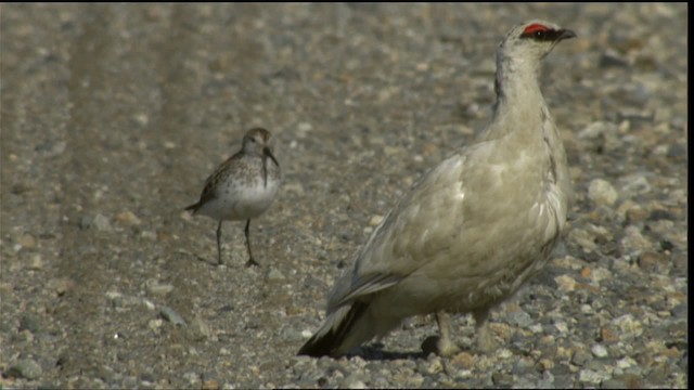 Rock Ptarmigan - ML412039