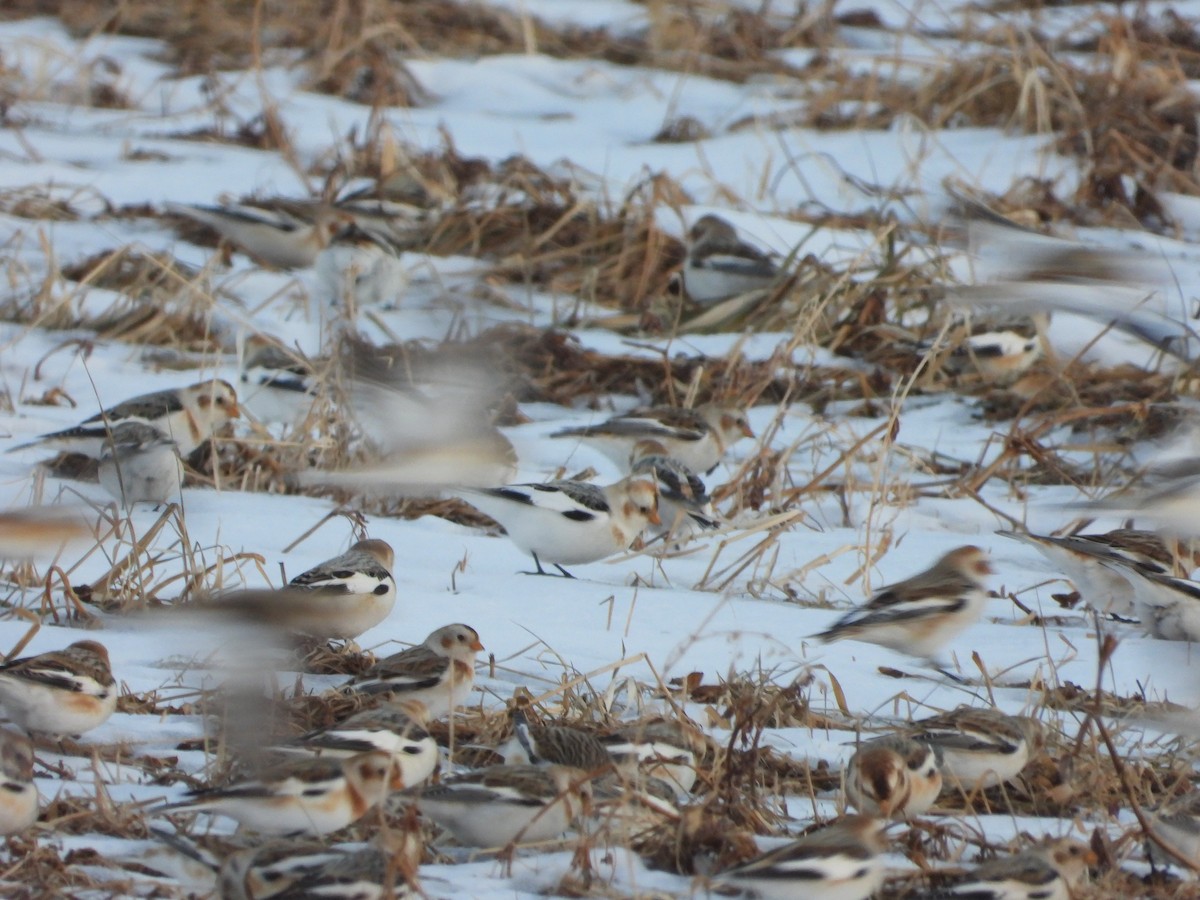 Snow Bunting - ML412039141