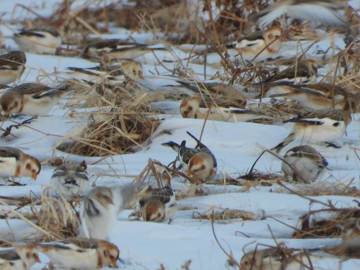 Snow Bunting - ML412039171