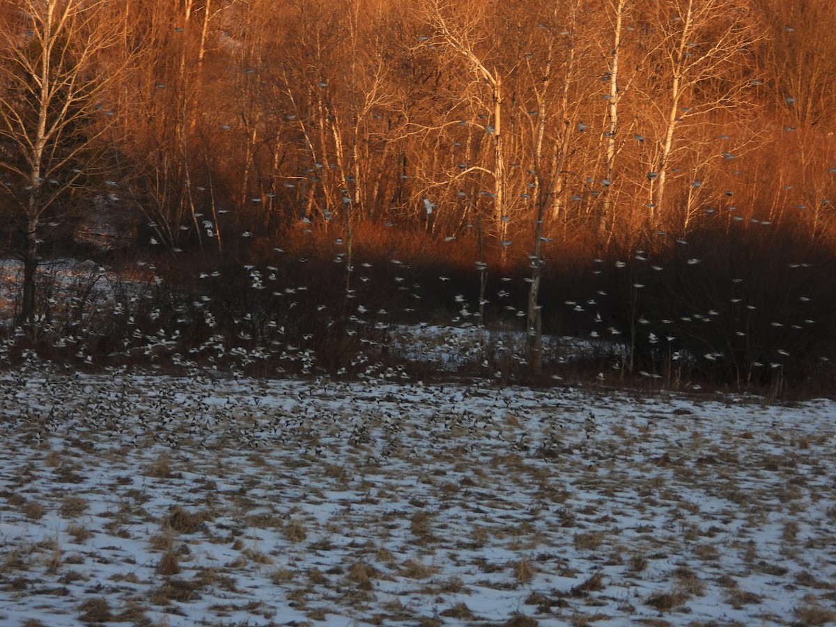 Snow Bunting - ML412039181