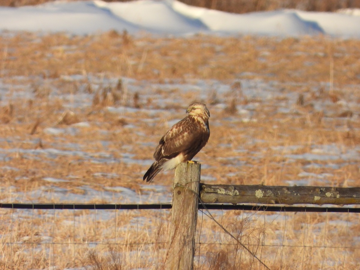Rough-legged Hawk - ML412039591