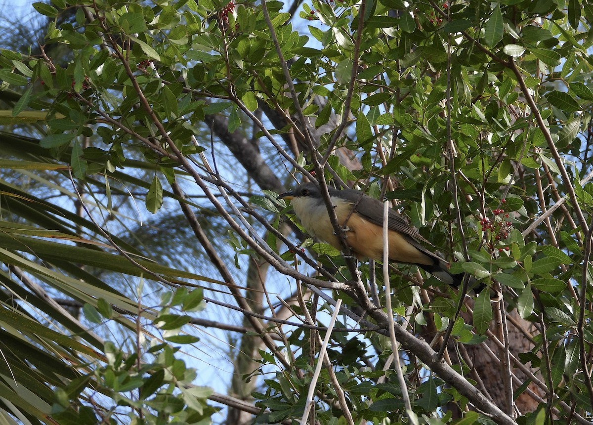 kukačka mangrovová - ML412042131