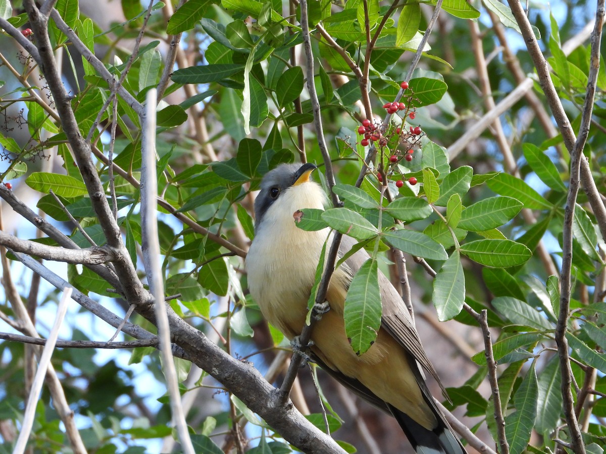 Mangrove Cuckoo - Martha Cartwright