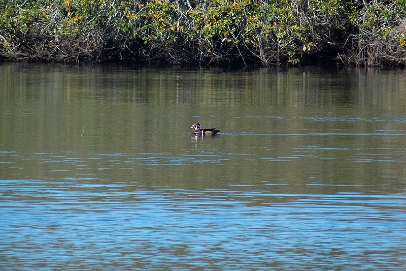 Wood Duck - ML412042591