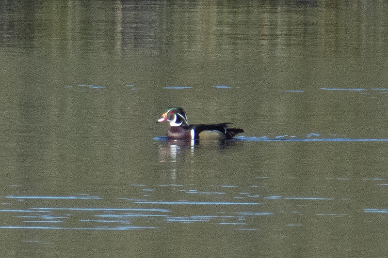Wood Duck - ML412042611