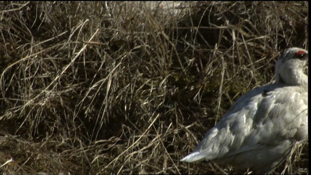 Rock Ptarmigan - ML412043