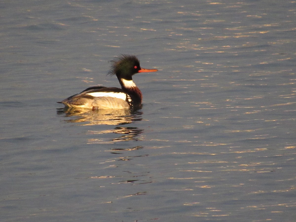 Red-breasted Merganser - ML412043791