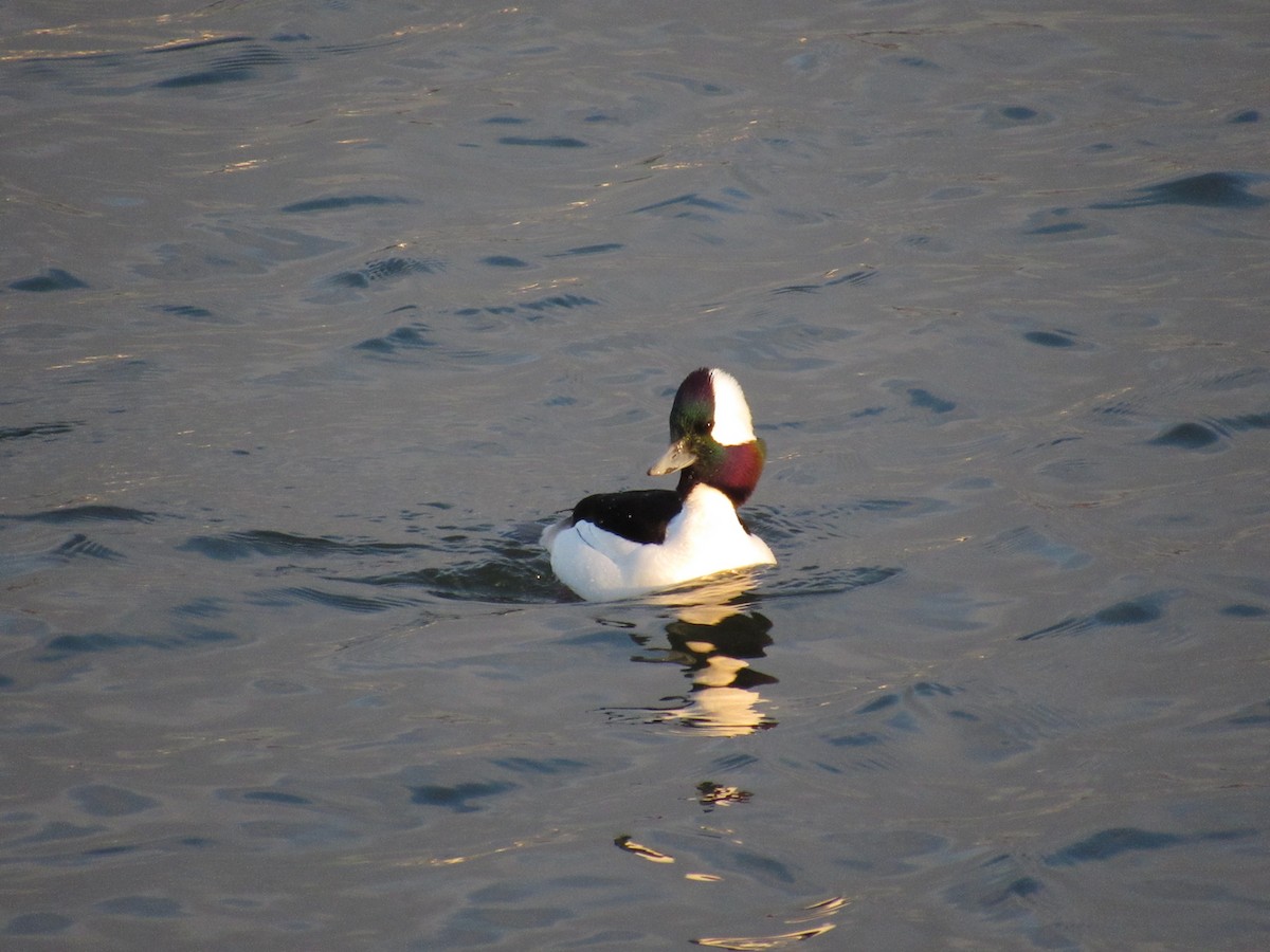 Bufflehead - ML412043971