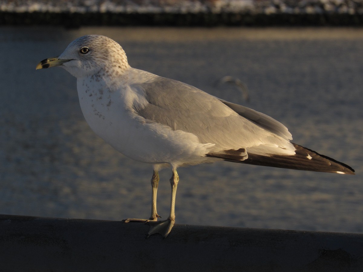 Ring-billed Gull - ML412044011