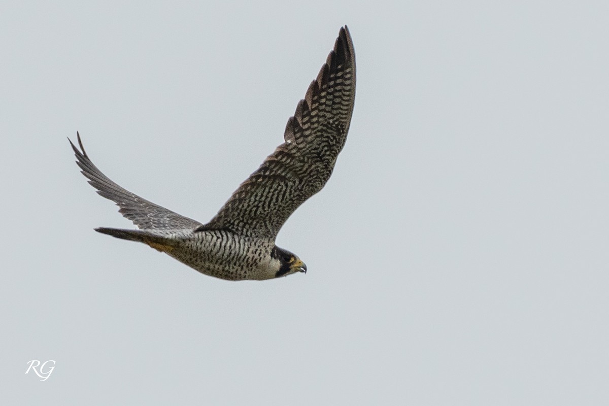 Peregrine Falcon - Michèle Beaulieu