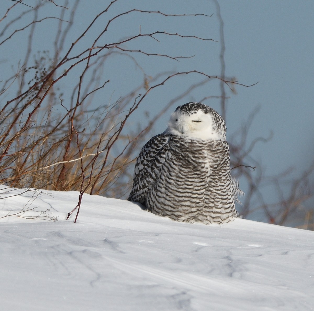 Snowy Owl - Woody Gillies