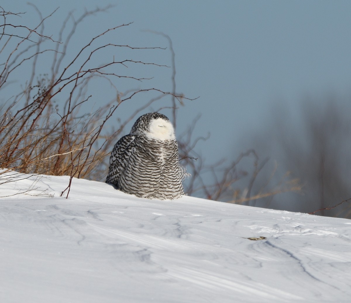 Snowy Owl - Woody Gillies