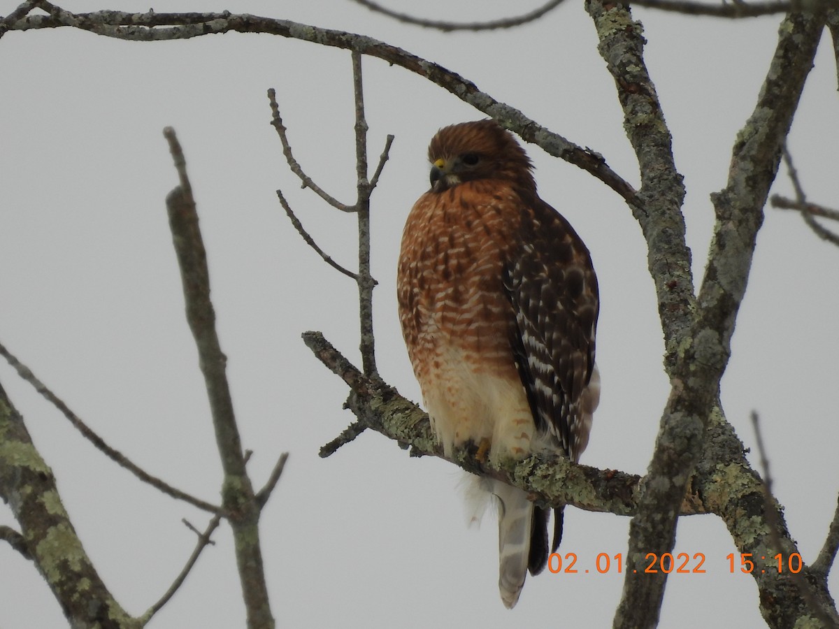 Red-shouldered Hawk - ML412046631