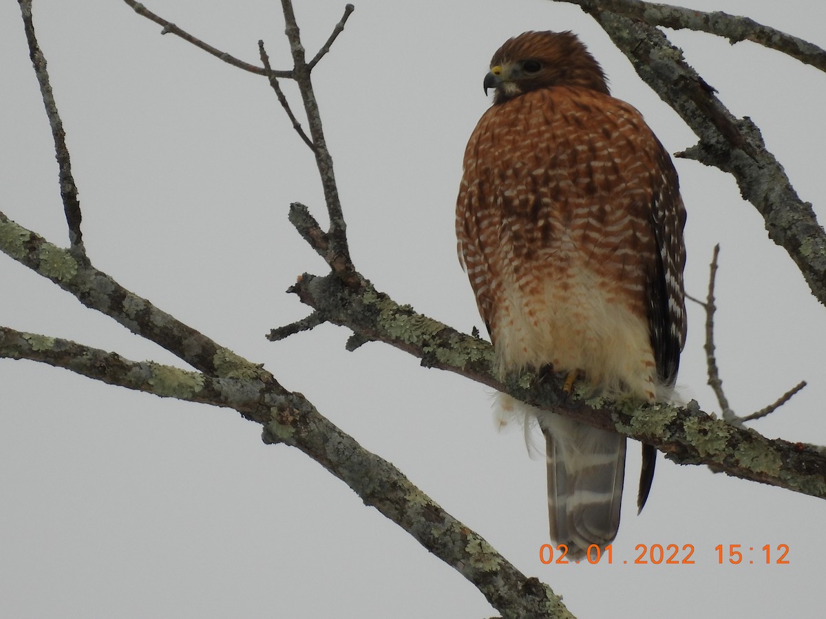 Red-shouldered Hawk - ML412046641