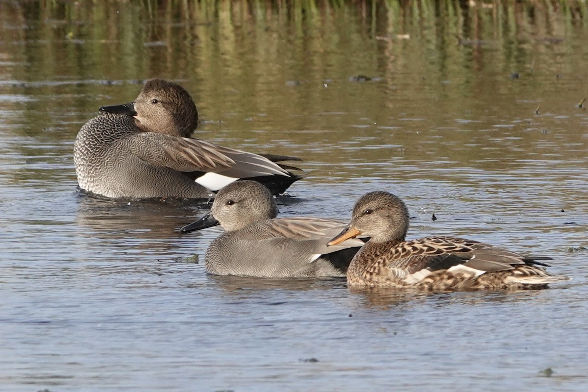 Gadwall - ML412046751