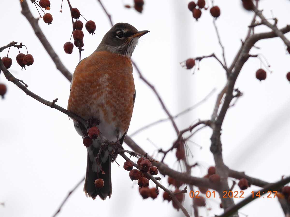 American Robin - ML412046781