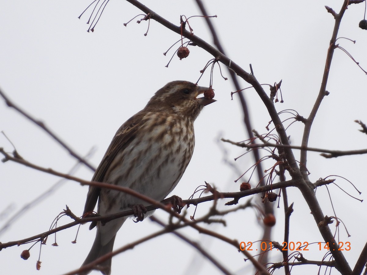 Purple Finch - ML412047051