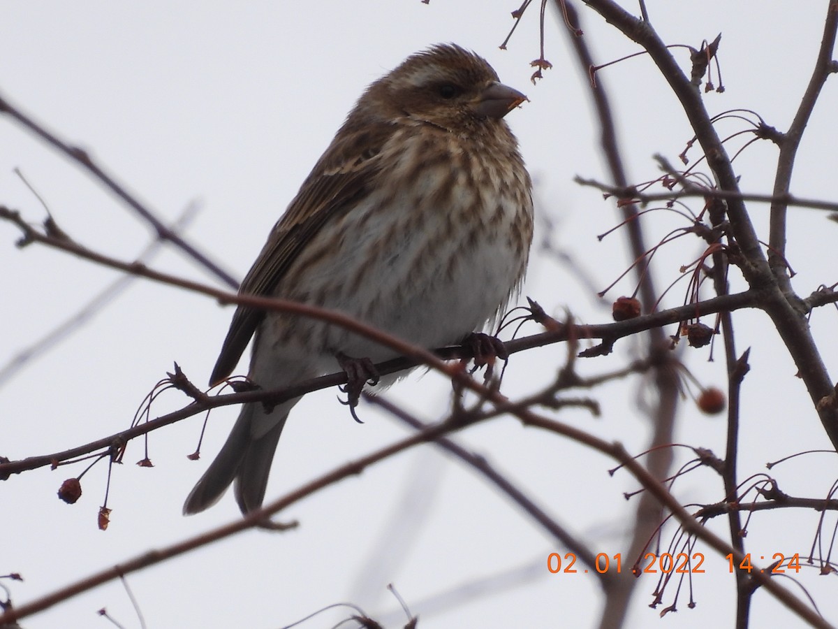 Purple Finch - ML412047061